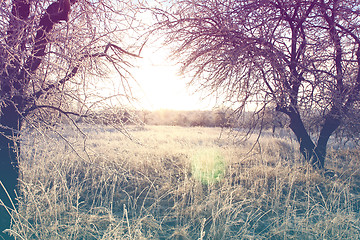 Image showing Beautiful winter landscape with vintage toning effect