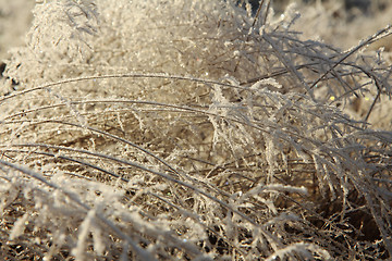 Image showing Grass with ice crystals