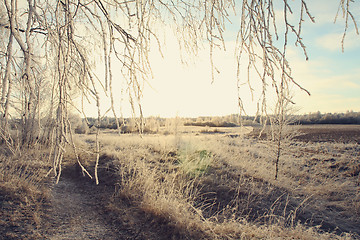 Image showing Winter landscape with birch branches