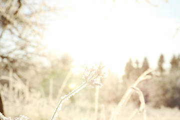 Image showing Branch with hoarfrost close-up on soft sunny background