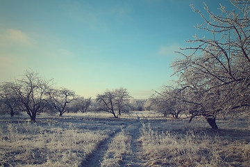 Image showing Road in the winter forest landscape. Soft toning effect