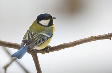 Image showing great tit on tree brunch