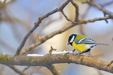 Image showing great tit on tree brunch