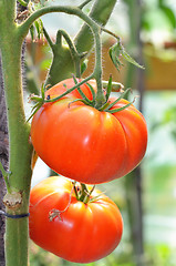 Image showing tomatoes growing on a branch 