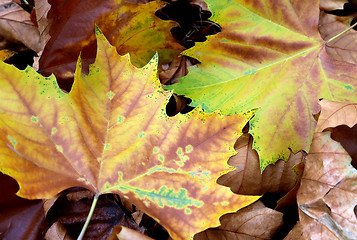 Image showing Bright autumn foliage