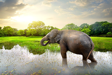 Image showing Elephant in pond