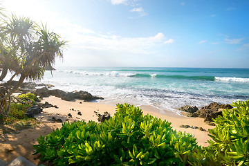 Image showing Exotic plants near ocean