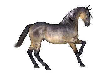 Image showing Grulla Horse on White