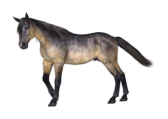 Image showing Grulla Horse on White