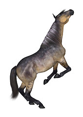 Image showing Grulla Horse on White