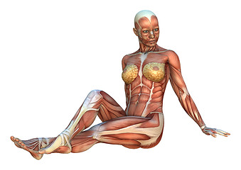 Image showing Muscle Maps Female Figure