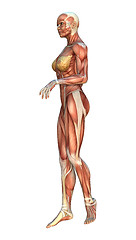 Image showing Muscle Maps Female Figure