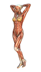 Image showing Muscle Maps Female Figure