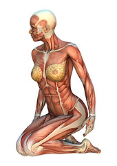 Image showing Muscle Maps Female Figure