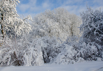 Image showing winter in sweden with snow on the tree