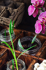 Image showing spring sprouts Orchid