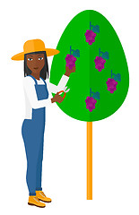 Image showing Farmer collecting grapes.