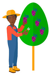 Image showing Farmer collecting grapes.