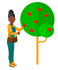 Image showing Farmer collecting apples.