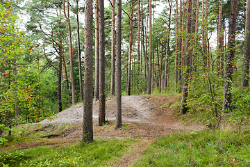 Image showing summer forest and path