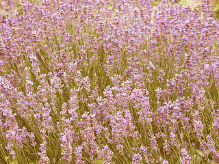 Image showing Retro looking Lavender flowers