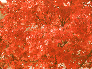 Image showing Retro looking Maple leaves