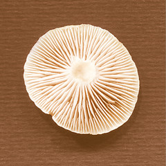 Image showing Retro looking Mushroom