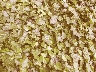 Image showing Retro looking Ivy leaves