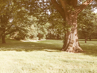 Image showing Retro looking Tree in a park