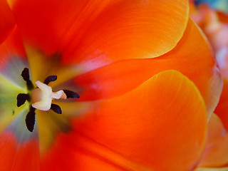 Image showing orange tulip