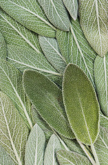 Image showing Salvia (sage, also called garden sage, or common sage)