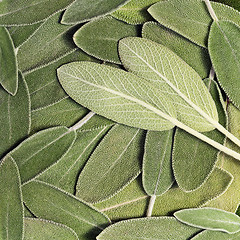 Image showing Salvia (sage, also called garden sage, or common sage)