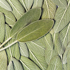 Image showing Salvia (sage, also called garden sage, or common sage)