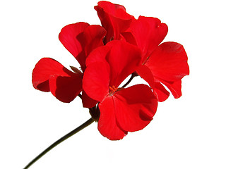 Image showing Geranium flower