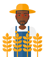 Image showing Man in wheat field.