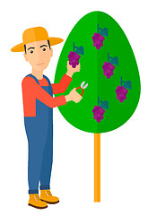 Image showing Farmer collecting grapes.