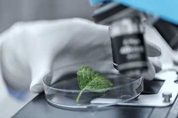 Image showing close up of hand with microscope and green leaf