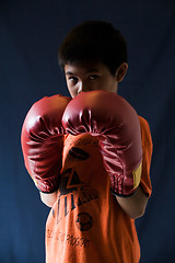 Image showing Little boxer