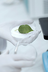 Image showing close up of hand with microscope and green leaf