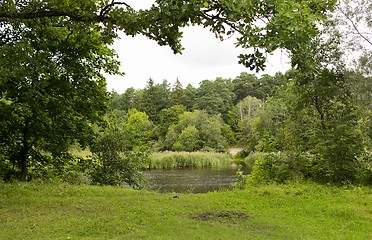 Image showing view to summer forest and river or lake