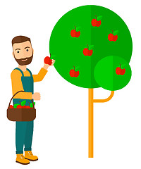 Image showing Farmer collecting apples.