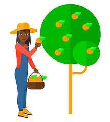 Image showing Farmer collecting oranges.