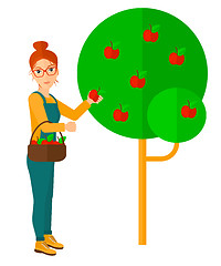 Image showing Farmer collecting apples.