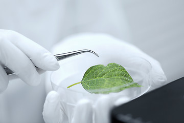 Image showing close up of hand with microscope and green leaf