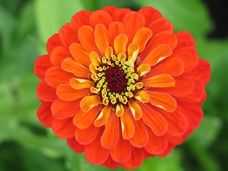 Image showing zinnia flower