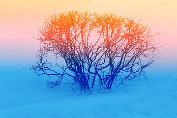 Image showing The bushes on the white snow