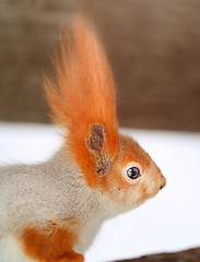 Image showing Beautiful portrait of a squirrel