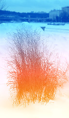 Image showing The bushes on the white snow