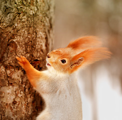 Image showing Beautiful portrait of a squirrel