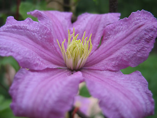 Image showing blooming clematis